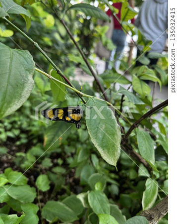 butterfly resting on leaves. High quality photo 135032415