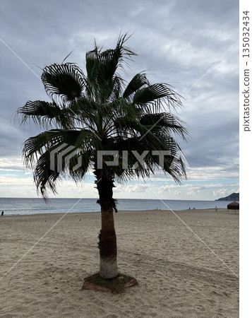 Upward palm view. High quality photo Upward palm view. High quality photo 135032434