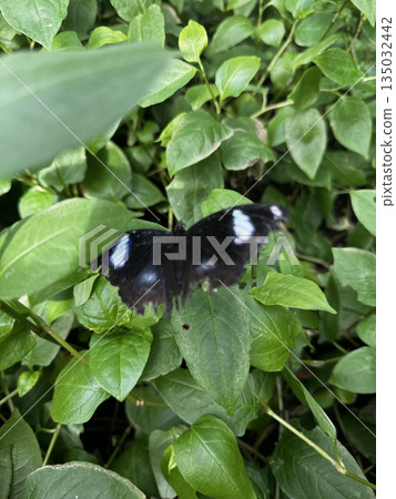 butterfly resting on leaves. High quality photo 135032442