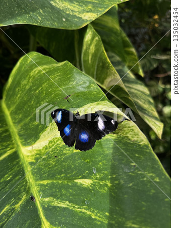 butterfly resting on leaves. High quality photo butterfly resting on leaves. High quality photo 135032454