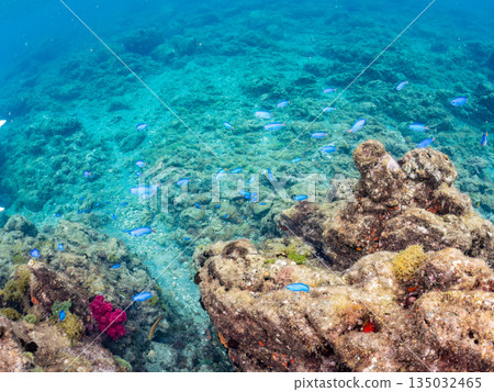 成群的羊魚、蝴蝶魚、黑鯛、藍雀鯛、海金魚等等。南伊津町堀浜 135032465