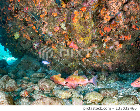 Schools of goatfish, butterflyfish, black porgy, blue damselfish, sea goldfish, and more. Hirizohama, Minamiizu Town 135032466