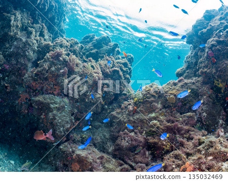 Schools of goatfish, butterflyfish, black porgy, blue damselfish, sea goldfish, and more. Hirizohama, Minamiizu Town 135032469