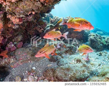 Schools of goatfish, butterflyfish, black porgy, blue damselfish, sea goldfish, and more. Hirizohama, Minamiizu Town 135032485