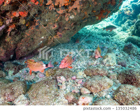 Schools of goatfish, butterflyfish, black porgy, blue damselfish, sea goldfish, and more. Hirizohama, Minamiizu Town 135032486