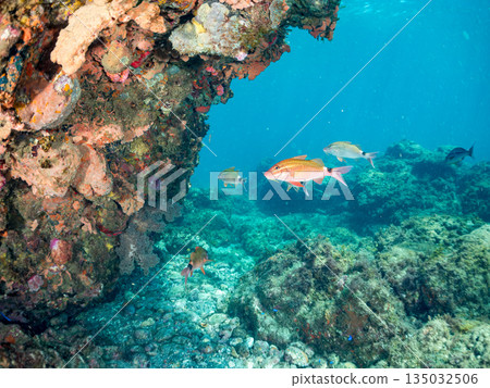 成群的羊魚、蝴蝶魚、黑鯛、藍雀鯛、海金魚等等。南伊津町堀浜 135032506