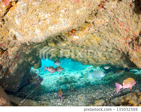 Schools of goatfish, butterflyfish, black porgy, blue damselfish, sea goldfish, and more. Hirizohama, Minamiizu Town 135032508