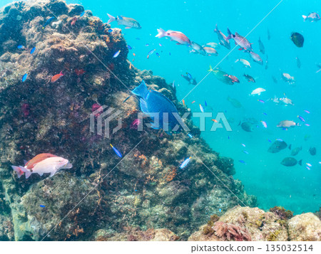 Schools of goatfish, butterflyfish, black porgy, blue damselfish, sea goldfish, and more. Hirizohama, Minamiizu Town Schools of goatfish, butterflyfish, black porgy, blue damselfish, sea goldfish, and more. Hirizohama, Minamiizu Town 135032514