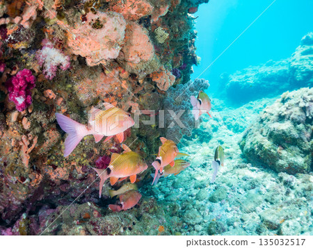 Schools of goatfish, butterflyfish, black porgy, blue damselfish, sea goldfish, and more. Hirizohama, Minamiizu Town 135032517
