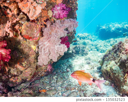 Schools of goatfish, butterflyfish, black porgy, blue damselfish, sea goldfish, and more. Hirizohama, Minamiizu Town 135032523