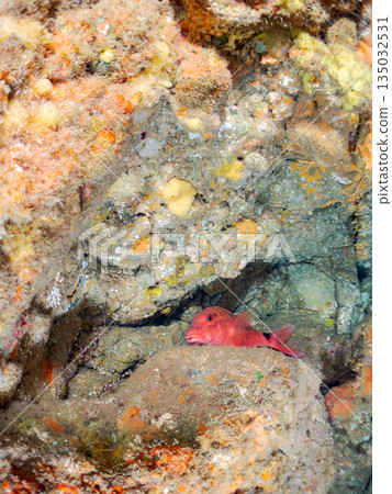 Schools of goatfish, butterflyfish, black porgy, blue damselfish, sea goldfish, and more. Hirizohama, Minamiizu Town 135032531