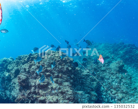 Schools of goatfish, butterflyfish, black porgy, blue damselfish, sea goldfish, and more. Hirizohama, Minamiizu Town 135032532