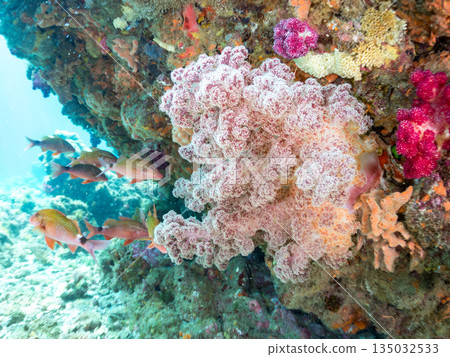 Schools of goatfish, butterflyfish, black porgy, blue damselfish, sea goldfish, and more. Hirizohama, Minamiizu Town 135032533