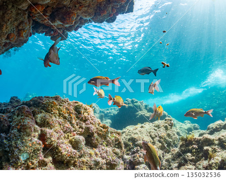 成群的羊魚、蝴蝶魚、黑鯛、藍雀鯛、海金魚等等。南伊津町堀浜 135032536
