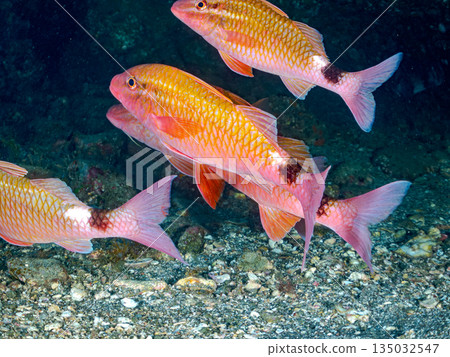 成群的羊魚、蝴蝶魚、黑鯛、藍雀鯛、海金魚等等。南伊津町堀浜 成群的羊魚、蝴蝶魚、黑鯛、藍雀鯛、海金魚等等。南伊津町堀浜 135032547