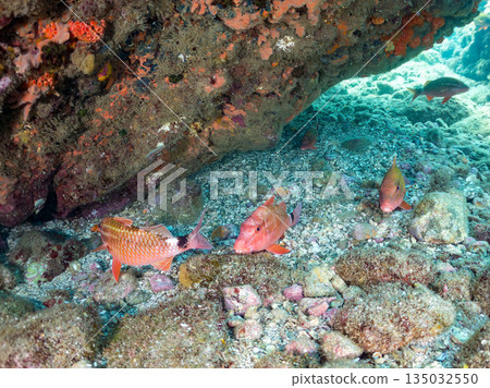 成群的羊魚、蝴蝶魚、黑鯛、藍雀鯛、海金魚等等。南伊津町堀浜 成群的羊魚、蝴蝶魚、黑鯛、藍雀鯛、海金魚等等。南伊津町堀浜 135032550