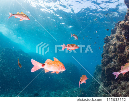 Schools of goatfish, butterflyfish, black porgy, blue damselfish, sea goldfish, and more. Hirizohama, Minamiizu Town 135032552