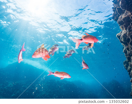 Schools of goatfish, butterflyfish, black porgy, blue damselfish, sea goldfish, and more. Hirizohama, Minamiizu Town 135032602