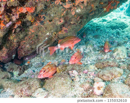 成群的羊魚、蝴蝶魚、黑鯛、藍雀鯛、海金魚等等。南伊津町堀浜 135032610