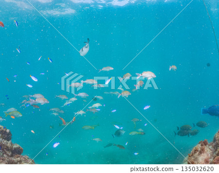 成群的羊魚、蝴蝶魚、黑鯛、藍雀鯛、海金魚等等。南伊津町堀浜 135032620