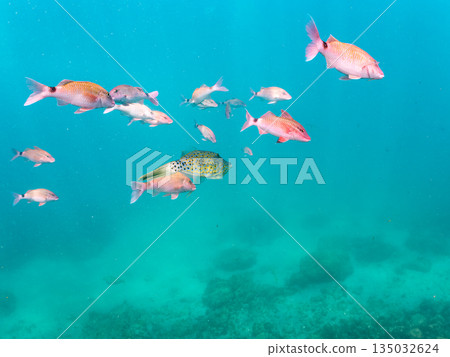 成群的羊魚、蝴蝶魚、黑鯛、藍雀鯛、海金魚等等。南伊津町堀浜 成群的羊魚、蝴蝶魚、黑鯛、藍雀鯛、海金魚等等。南伊津町堀浜 135032624
