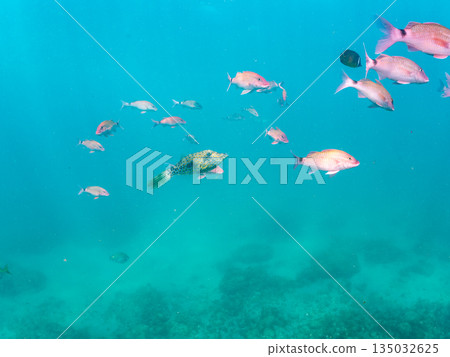 Schools of goatfish, butterflyfish, black porgy, blue damselfish, sea goldfish, and more. Hirizohama, Minamiizu Town Schools of goatfish, butterflyfish, black porgy, blue damselfish, sea goldfish, and more. Hirizohama, Minamiizu Town 135032625