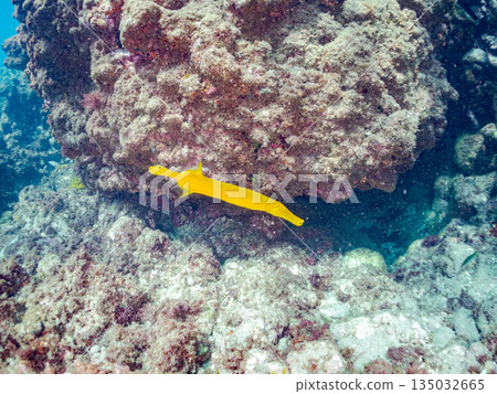 一群蝎子魚、日本羊魚和其他魚類。日本靜岡縣伊豆半島中城南伊豆町平枝濱 - 2025 日本最佳觀魚地點之一 135032665