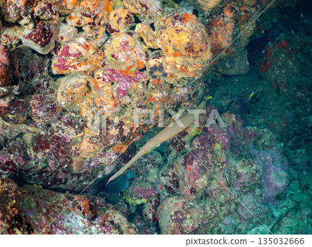 A school of scorpionfish, Japanese goatfish, and other fish. Hirizohama, Minamiizu Town, Nakagi, Izu Peninsula, Shizuoka Prefecture - 2025 One of the best in Japan A school of scorpionfish, Japanese goatfish, and other fish. Hirizohama, Minamiizu Town, Nakagi, Izu Peninsula, Shizuoka Prefecture - 2025 One of the best in Japan 135032666
