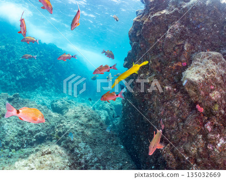 A school of scorpionfish, Japanese goatfish, and other fish. Hirizohama, Minamiizu Town, Nakagi, Izu Peninsula, Shizuoka Prefecture - 2025 One of the best in Japan A school of scorpionfish, Japanese goatfish, and other fish. Hirizohama, Minamiizu Town, Nakagi, Izu Peninsula, Shizuoka Prefecture - 2025 One of the best in Japan 135032669