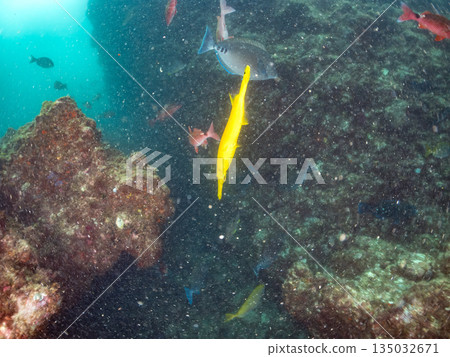 A school of scorpionfish, Japanese goatfish, and other fish. Hirizohama, Minamiizu Town, Nakagi, Izu Peninsula, Shizuoka Prefecture - 2025 One of the best in Japan A school of scorpionfish, Japanese goatfish, and other fish. Hirizohama, Minamiizu Town, Nakagi, Izu Peninsula, Shizuoka Prefecture - 2025 One of the best in Japan 135032671
