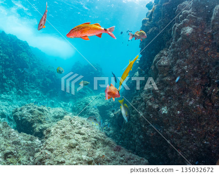 A school of scorpionfish, Japanese goatfish, and other fish. Hirizohama, Minamiizu Town, Nakagi, Izu Peninsula, Shizuoka Prefecture - 2025 One of the best in Japan 135032672