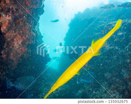A school of scorpionfish, Japanese goatfish, and other fish. Hirizohama, Minamiizu Town, Nakagi, Izu Peninsula, Shizuoka Prefecture - 2025 One of the best in Japan 135032675