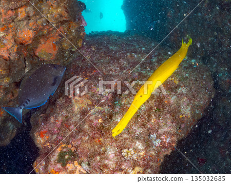 一群蝎子魚、日本羊魚和其他魚類。日本靜岡縣伊豆半島中城南伊豆町平枝濱 - 2025 日本最佳觀魚地點之一 135032685