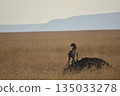 Cheetahs to find prey 135033278