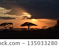 Savanna's sunset glow 135033280