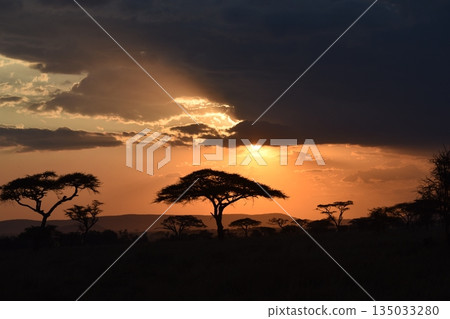 稀樹草原的夕陽輝光 135033280
