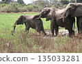 Parent and child elephant friendship 135033281