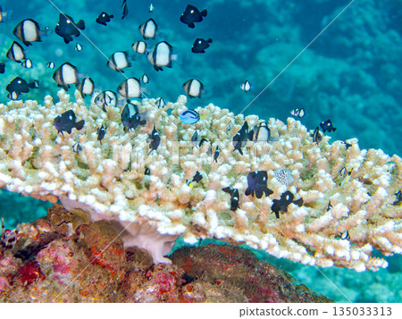A school of young fish including blue tangs, two-striped damselfish, and others living in coral. Hirizohama Beach, Minamiizu Town, Nakagi, Izu, Shizuoka Prefecture A school of young fish including blue tangs, two-striped damselfish, and others living in coral. Hirizohama Beach, Minamiizu Town, Nakagi, Izu, Shizuoka Prefecture 135033313