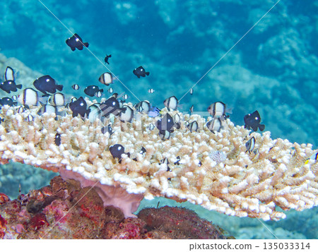 A school of young fish including blue tangs, two-striped damselfish, and others living in coral. Hirizohama Beach, Minamiizu Town, Nakagi, Izu, Shizuoka Prefecture A school of young fish including blue tangs, two-striped damselfish, and others living in coral. Hirizohama Beach, Minamiizu Town, Nakagi, Izu, Shizuoka Prefecture 135033314