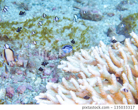 A school of young fish including blue tangs, two-striped damselfish, and others living in coral. Hirizohama Beach, Minamiizu Town, Nakagi, Izu, Shizuoka Prefecture A school of young fish including blue tangs, two-striped damselfish, and others living in coral. Hirizohama Beach, Minamiizu Town, Nakagi, Izu, Shizuoka Prefecture 135033317
