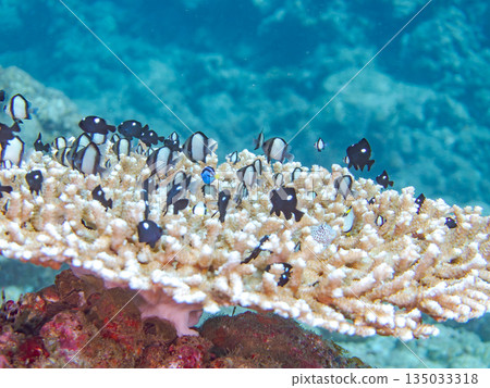 一群幼魚，包括藍吊、雙紋雀鯛等，生活在珊瑚礁中。地點：靜岡縣伊豆市中木町南伊豆町平枝濱海灘 135033318