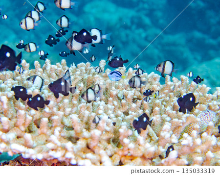 一群幼魚,包括藍吊、雙紋雀鯛等,生活在珊瑚礁中。地點:靜岡縣伊豆市中木町南伊豆町平枝濱海灘 一群幼魚,包括藍吊、雙紋雀鯛等,生活在珊瑚礁中。地點:靜岡縣伊豆市中木町南伊豆町平枝濱海灘 135033319