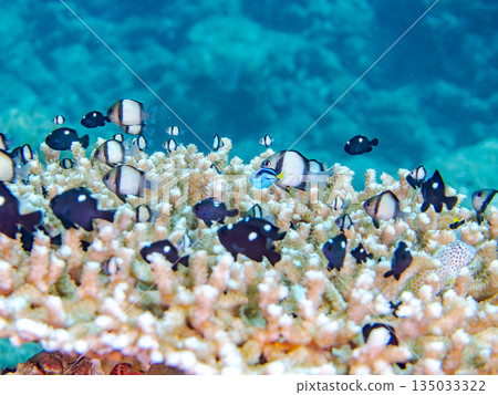 A school of young fish including blue tangs, two-striped damselfish, and others living in coral. Hirizohama Beach, Minamiizu Town, Nakagi, Izu, Shizuoka Prefecture A school of young fish including blue tangs, two-striped damselfish, and others living in coral. Hirizohama Beach, Minamiizu Town, Nakagi, Izu, Shizuoka Prefecture 135033322