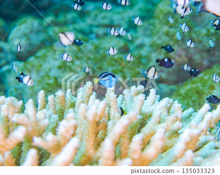 A school of young fish including blue tangs, two-striped damselfish, and others living in coral. Hirizohama Beach, Minamiizu Town, Nakagi, Izu, Shizuoka Prefecture A school of young fish including blue tangs, two-striped damselfish, and others living in coral. Hirizohama Beach, Minamiizu Town, Nakagi, Izu, Shizuoka Prefecture 135033323