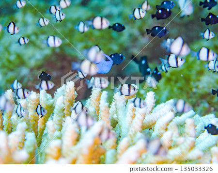 一群幼魚，包括藍吊、雙紋雀鯛等，生活在珊瑚礁中。地點：靜岡縣伊豆市中木町南伊豆町平枝濱海灘 135033326
