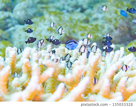 A school of young fish including blue tangs, two-striped damselfish, and others living in coral. Hirizohama Beach, Minamiizu Town, Nakagi, Izu, Shizuoka Prefecture 135033328
