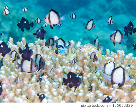 A school of young fish including blue tangs, two-striped damselfish, and others living in coral. Hirizohama Beach, Minamiizu Town, Nakagi, Izu, Shizuoka Prefecture 135033329