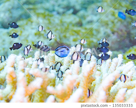 A school of young fish including blue tangs, two-striped damselfish, and others living in coral. Hirizohama Beach, Minamiizu Town, Nakagi, Izu, Shizuoka Prefecture 135033333