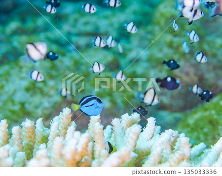 一群幼魚,包括藍吊、雙紋雀鯛等,生活在珊瑚礁中。地點:靜岡縣伊豆市中木町南伊豆町平枝濱海灘 一群幼魚,包括藍吊、雙紋雀鯛等,生活在珊瑚礁中。地點:靜岡縣伊豆市中木町南伊豆町平枝濱海灘 135033336