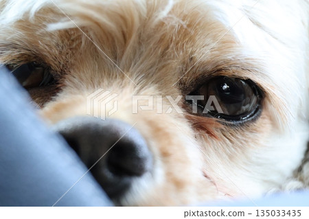 Sleepy dog Sleepy dog 135033435